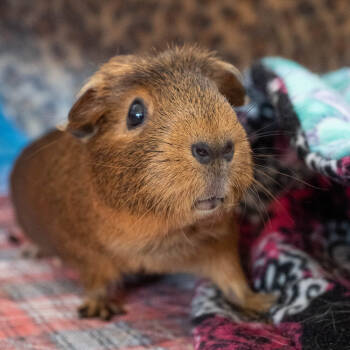 Rescue Guinea Pig Guinea Pigs for Adoption in Papillion, Nebraska - Ginger (fostered In Omaha) | PetCurious